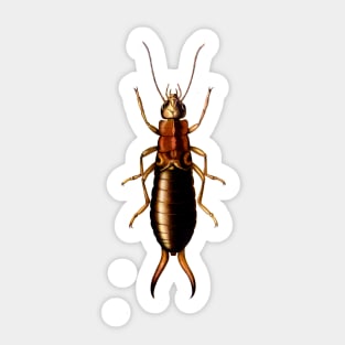 Follow The Earwig! Insect Collection Sticker